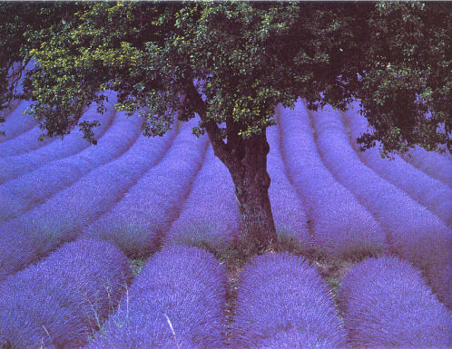 Lavender fields in Provence