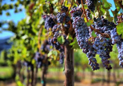 One day I will be in France for les vendanges, the harvest, to enjoy the treat of un verre du vin rouge amongst the vines!